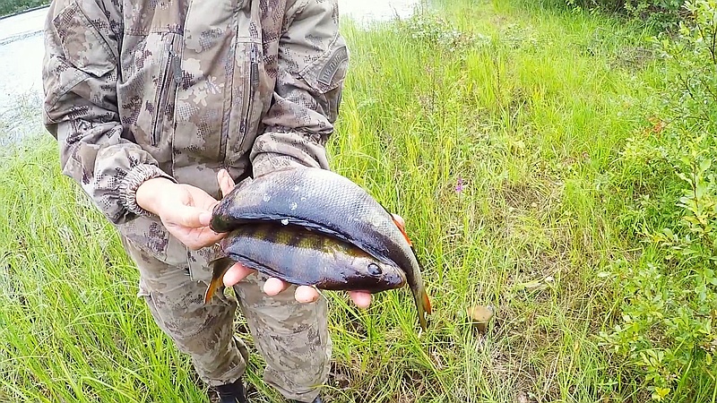 ЗАКИНУЛ ДОНКУ И ОБАЛДЕЛ. НЕЗАБЫВАЕМАЯ РЫБАЛКА НА ТАЁЖНОЙ РЕКЕ